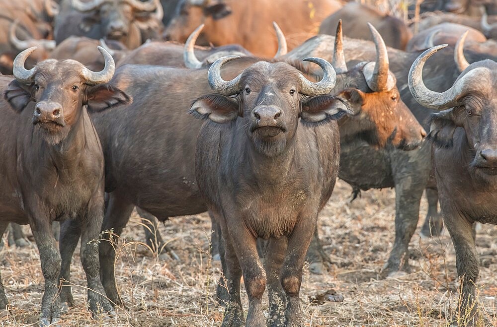 Herd of buffalo (Syncerus caffer), on alert, South Luangwa National Park, Zambia, Africa