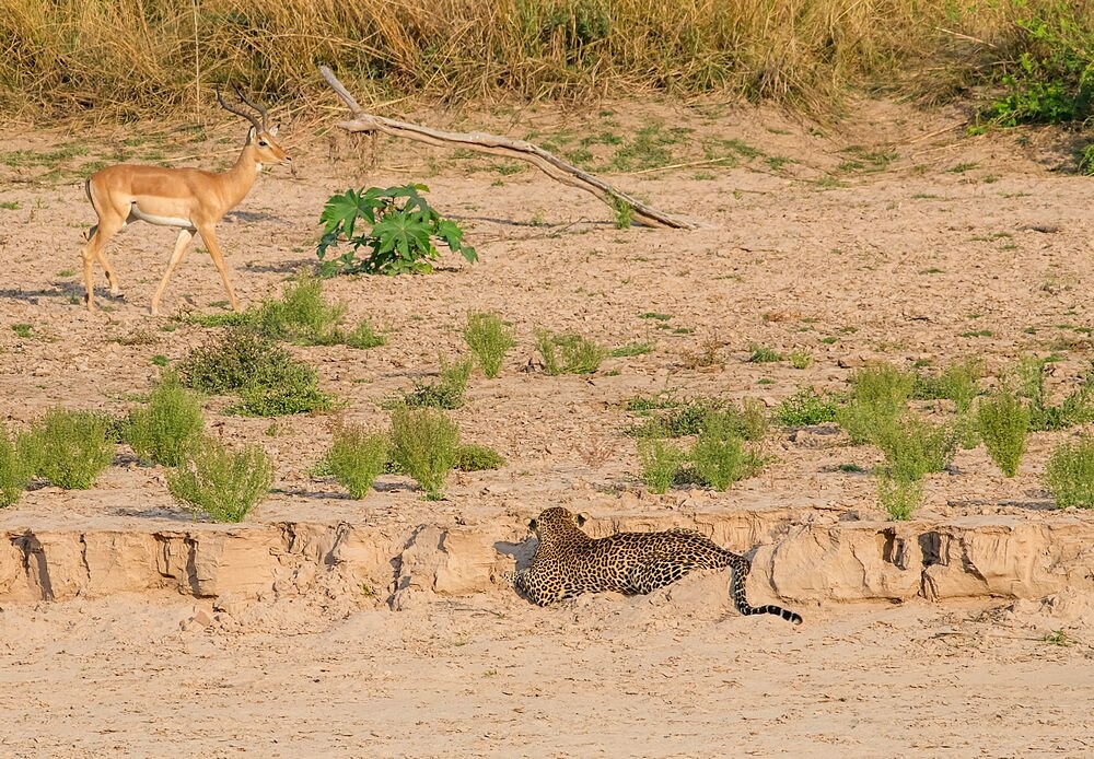 Leopard (Panthera pardus) stalking impala (Aepyceros melampus) from a creek bed, South Luangwa National Park, Zambia, Africa