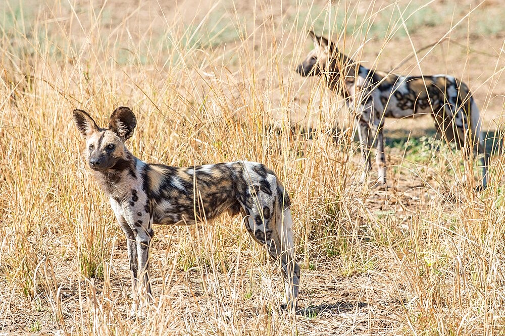 African wild dogs (Lycaon pictus), in the brush, South Luangwa National Park, Zambia, Africa