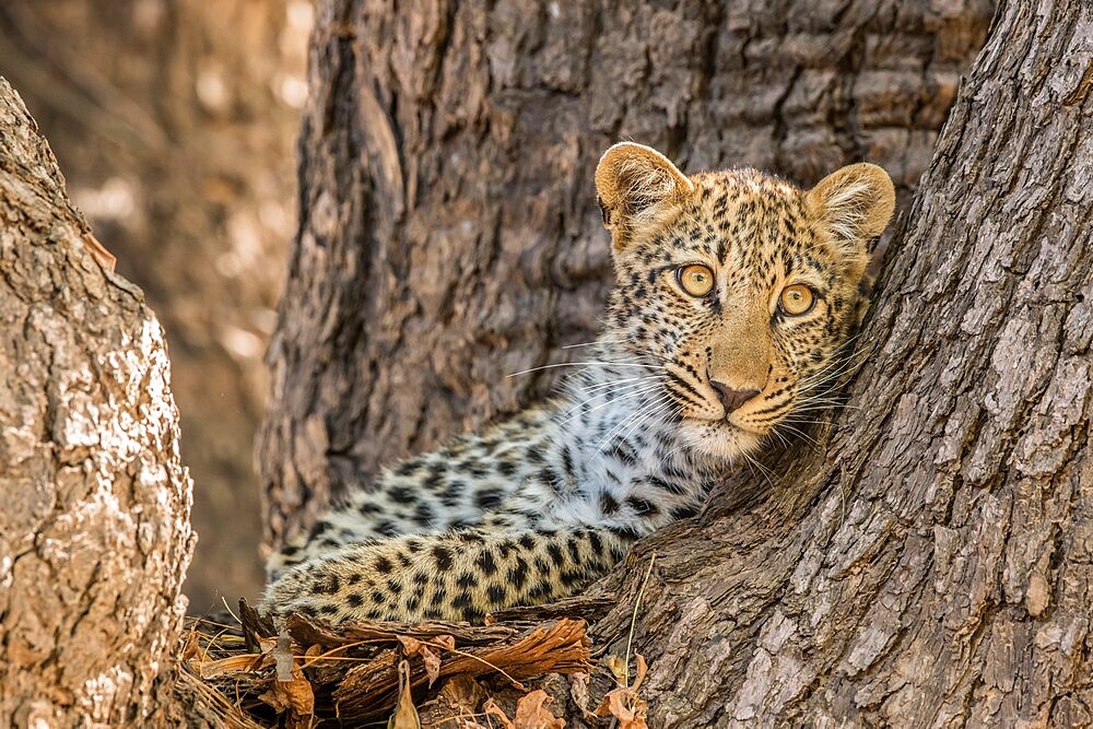 Young leopard (Panthera pardus) peering out from a tree, South Luangwa National Park, Zambia, Africa