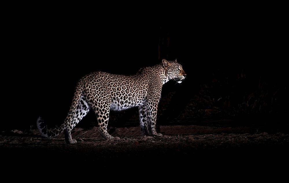 Leopard at night (Panthera pardus), South Luangwa National Park, Zambia, Africa