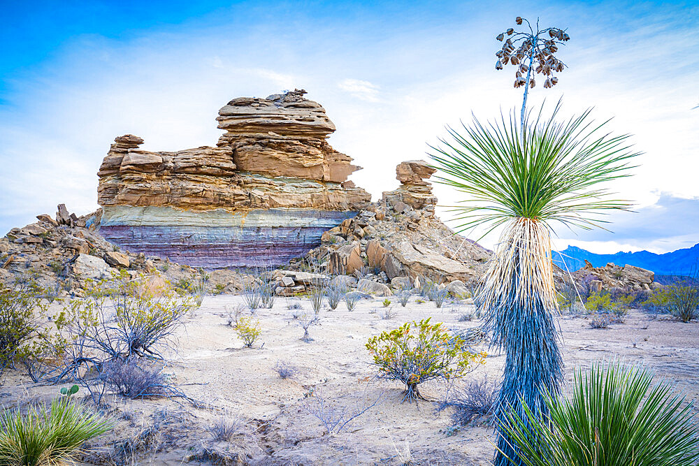 Desert view with yucca plant, Big Bend National Park, Texas, United States of America, North America