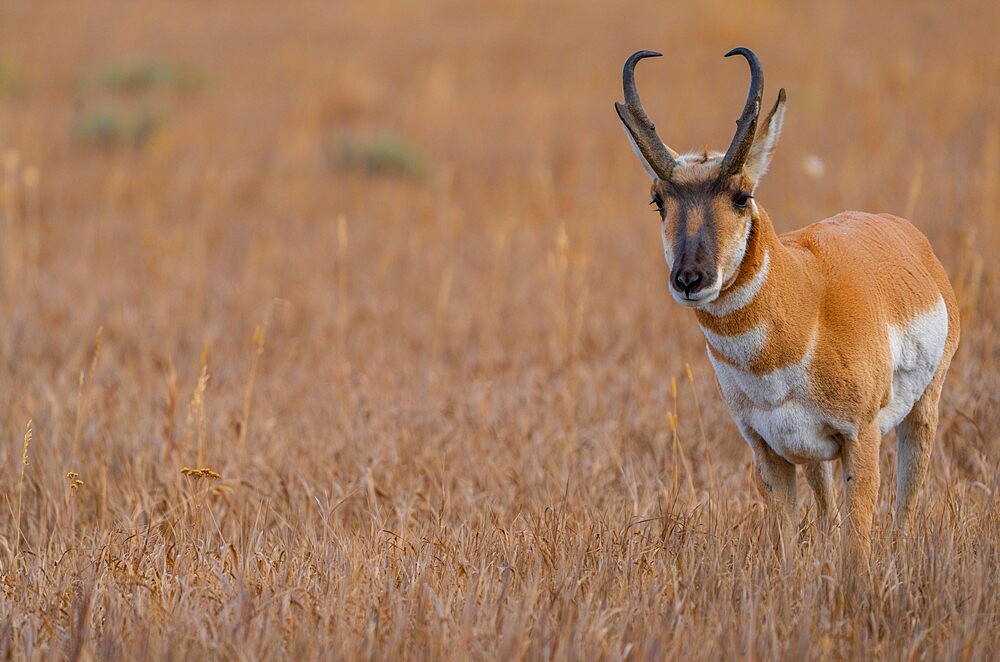 Pronghorn antelope (Antilocapra americana) in golden grass, Grand Teton National Park, Wyoming, United States of America, North America