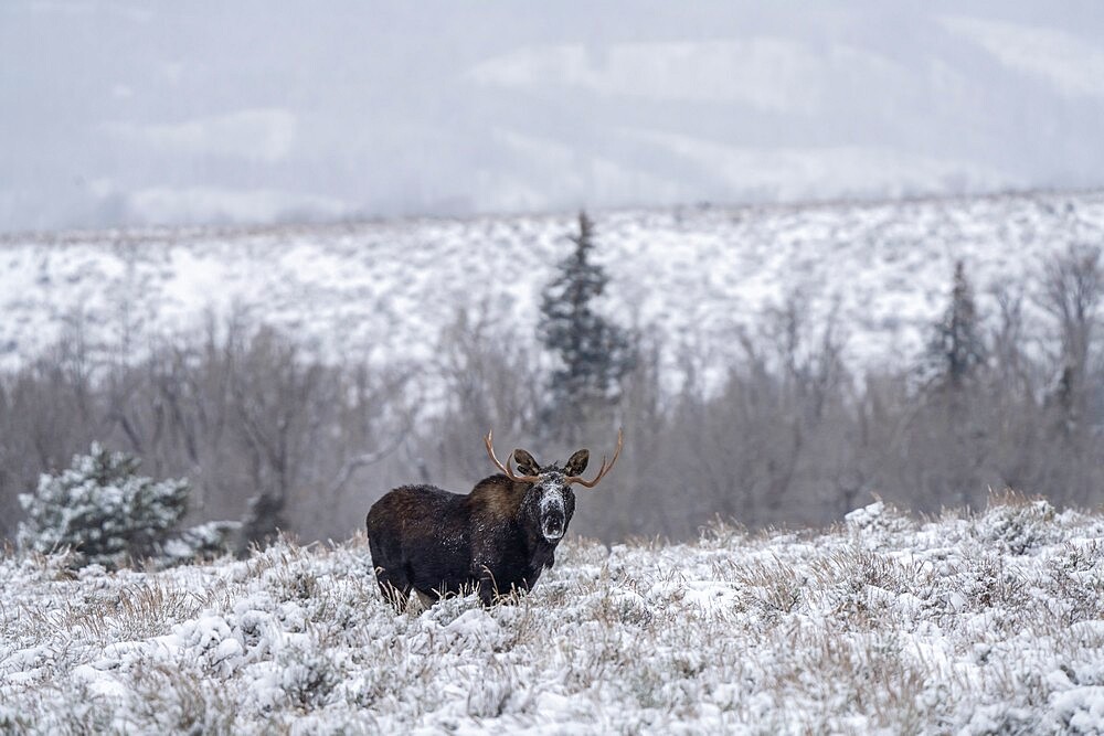 Bull moose (Alces alces), in snow staring back, Grand Teton National Park, Wyoming, United States of America, North America