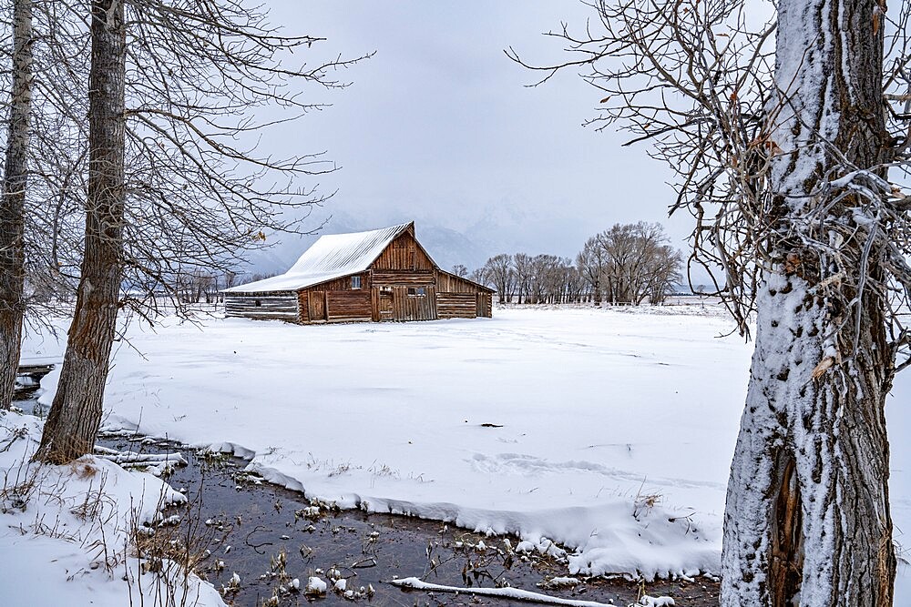 Moulton barn in the snow framed by trees, Grand Teton National Park, Wyoming, United States of America, North America