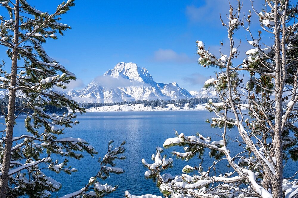 Mount Moran framed by snow covered trees, Grand Teton National Park, Wyoming, United States of America, North America