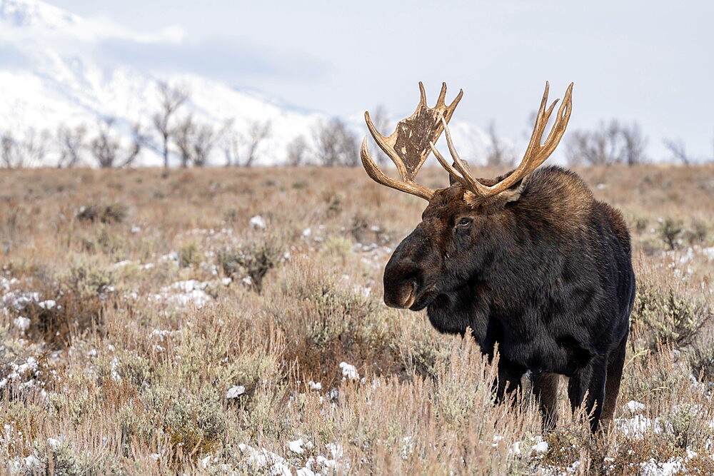 Close up of bull moose (Alces alces), Grand Teton National Park, Wyoming, United States of America, North America