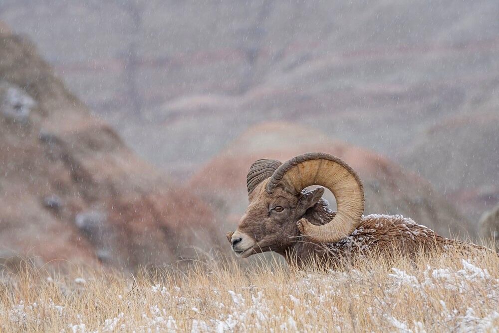 Bighorn sheep (Ovis canadensis) resting in the snow, Badlands National Park, South Dakota, United States of America, North America