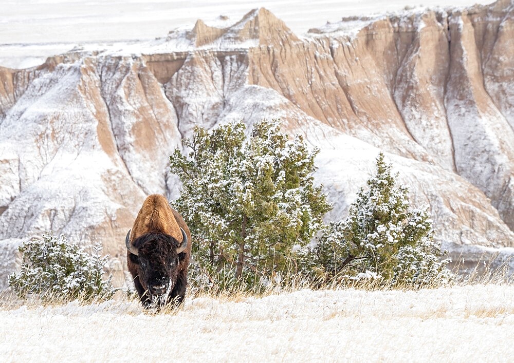 American Bison (Bison Bison) in the snow in the Badlands, Badlands National Park, South Dakota, United States of America, North America