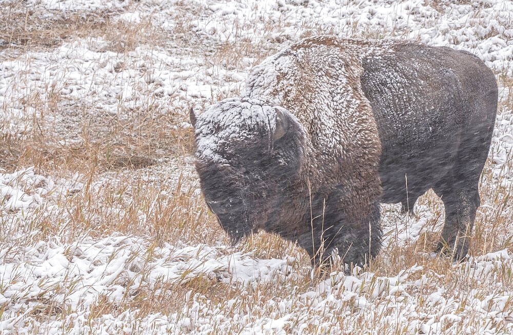 American bison (Bison Bison) in a driving snow storm, Badlands National Park, South Dakota, United States of America, North America