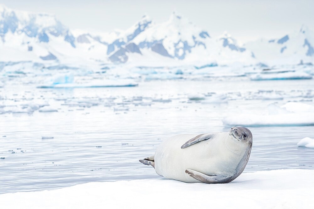 Crabeater seal on ice floe, Antarctica, Polar Regions