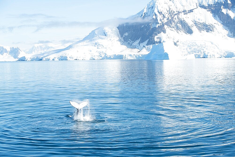 Humpback whale slapping tail with Antarctic background, Antarctica, Polar Regions