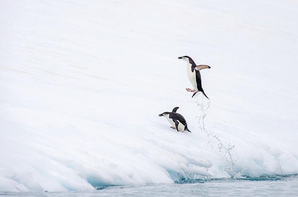 Chinstrap penuin jumping out of water, Antarctica, Polar Regions