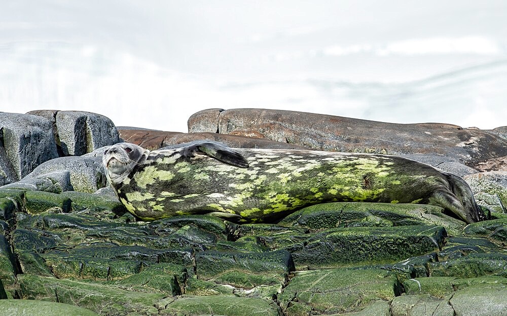 Crabeater seal camouflaged in algae, Antarctica, Polar Regions