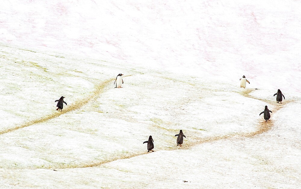 Gentoo penguins marching on trails through the ice, Antarctica, Polar Regions