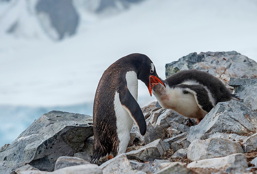 Gentoo pengiun feeding chick, Antarctica, Polar Regions