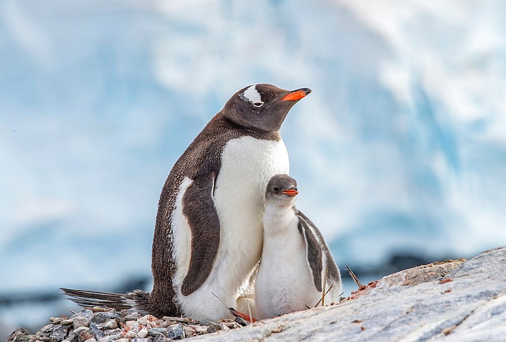 Gentoo penguin (Pygoscelis papua) with chick and egg, Antarctica, Polar Regions