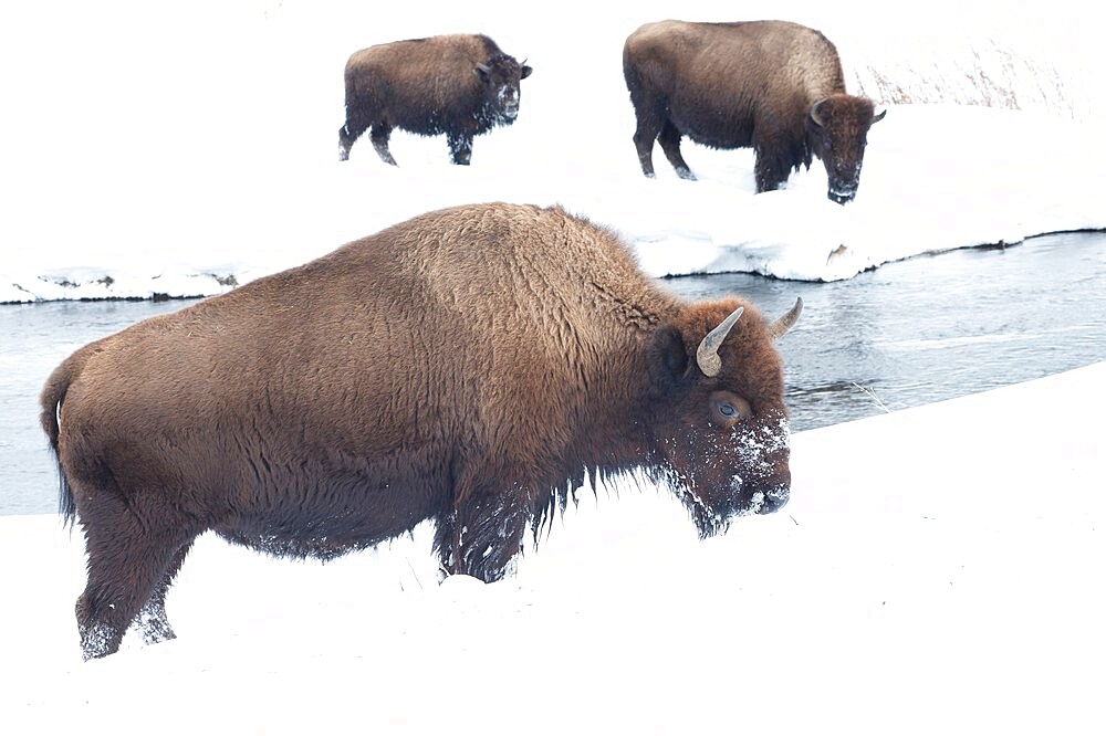 American bison (Bison Bison) in the snow on a river bank, Yellowstone National Park, UNESCO World Heritage Site, Wyoming, United States of America, North America