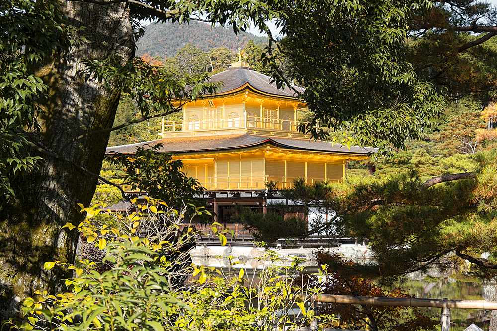 Kinkaku-ji temple of the Golden Pavilion, framed by the trees, UNESCO World Heritage Site, Kyoto, Honshu, Japan, Asia