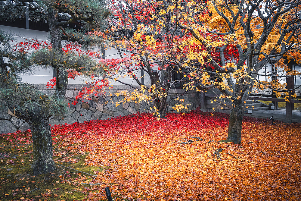 Tofuku-ji Buddhist Temple garden with autumn colors and foliage, Kyoto, Honshu, Japan, Asia