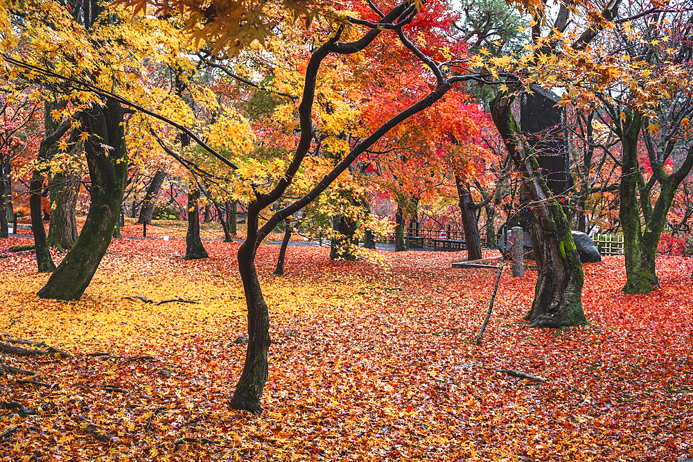 Tofuku-ji Buddhist Temple garden with autumn colors and foliage, Kyoto, Honshu, Japan, Asia