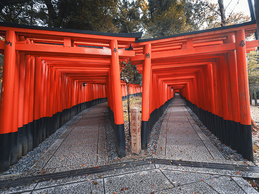 The red Torii Gates at Fushimi Inari Taisha shrine in Kyoto, Honshu, Japan, Asia