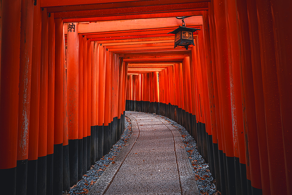 The red Torii Gates tunnel at Fushimi Inari Taisha shrine in Kyoto, Honshu, Japan, Asia