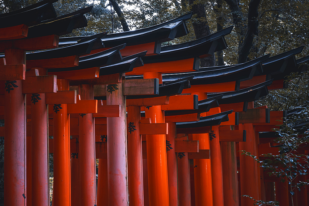 The red Torii Gates at Fushimi Inari Taisha shrine in Kyoto, Honshu, Japan, Asia