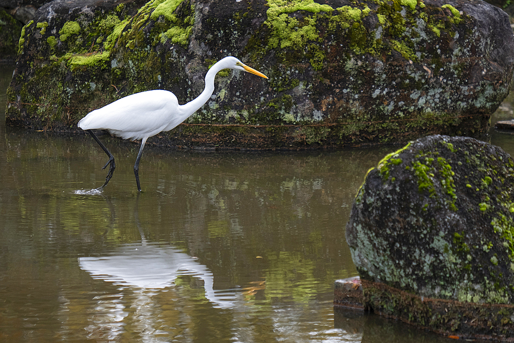 A white bird stands in the water next to a cluster of large rocks in Nara, Honshu, Japan, Asia