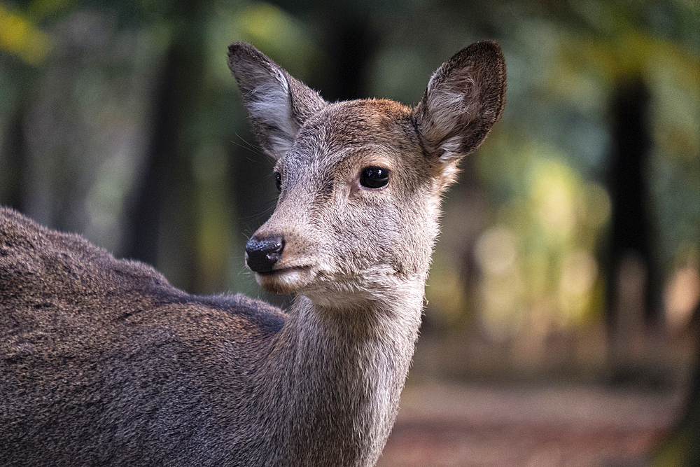 A photo capturing a deer up close in the forest of Nara, Honshu, Japan, Asia