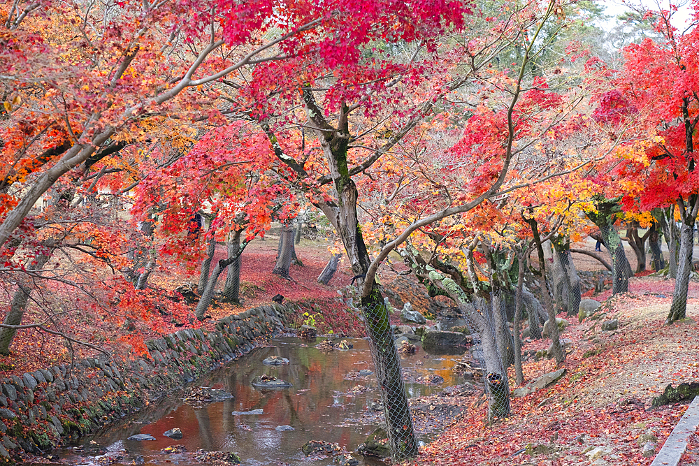 A small stream gracefully winds its way through a dense forest, surrounded by vibrant autumn colors in Nara, Honshu, Japan, Asia