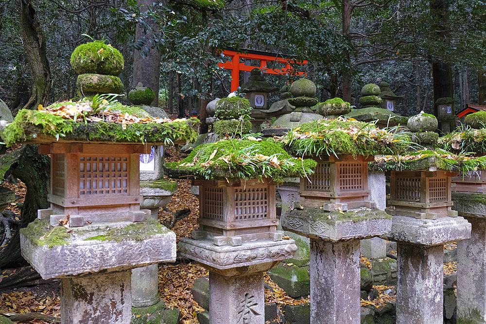 A group of stone lanterns covered in moss, adding a touch of ancient charm to the surroundings, Nara, Honshu, Japan, Asia