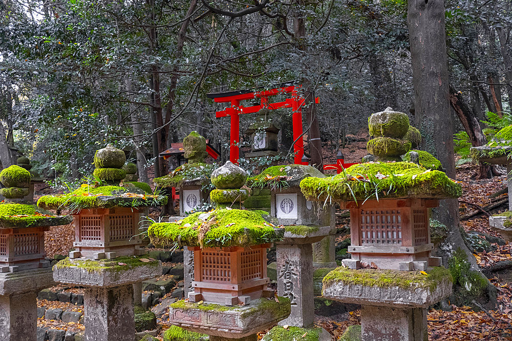 A cluster of moss-covered rocks nestled among the trees in a forest and a red torii in the background, Nara, Honshu, Japan, Asia