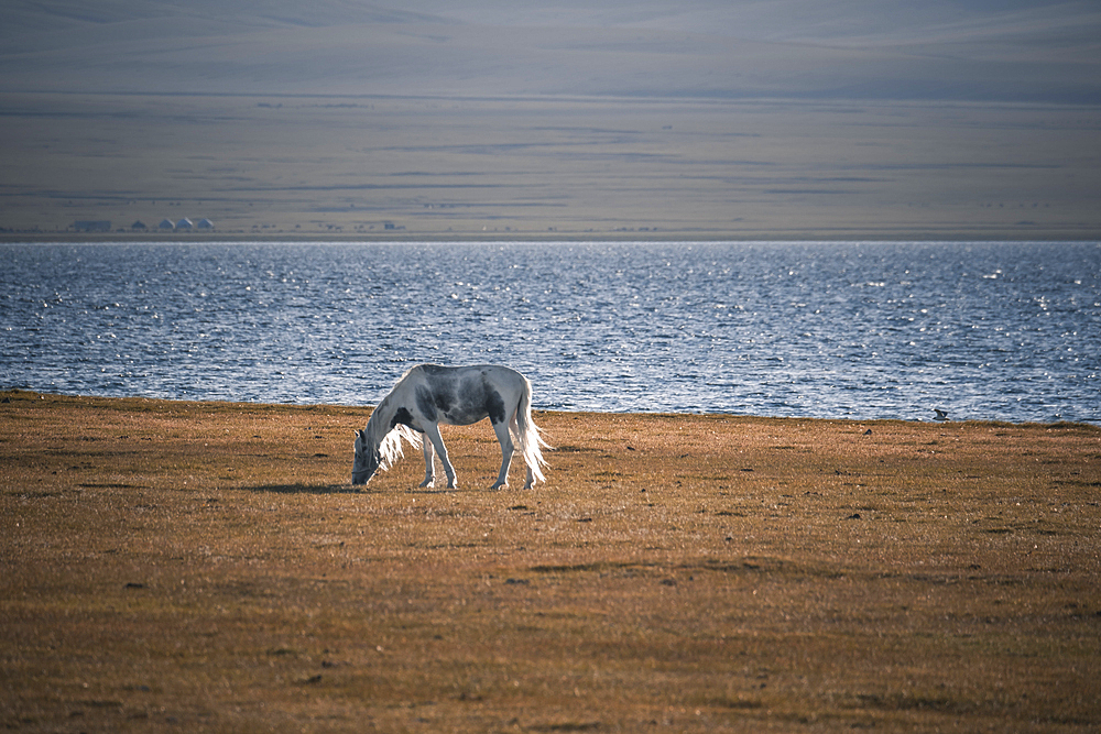 A beautiful gray horse grazes on the sunlit grass near the serene waters of Song-Kol Lake, Kyrgyzstan, Central Asia, Asia