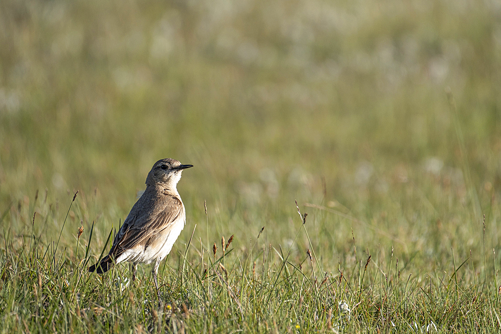 A photo of a bird, Kyrgyzstan, Central Asia, Asia