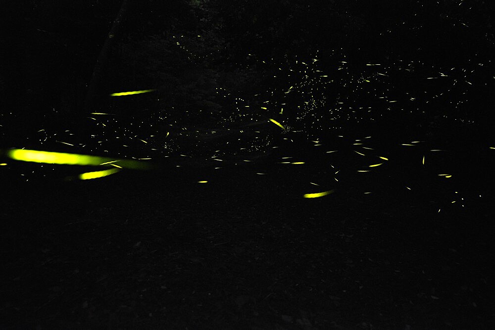 Fireflies in the dark, Emilia Romagna, Italy, Europe