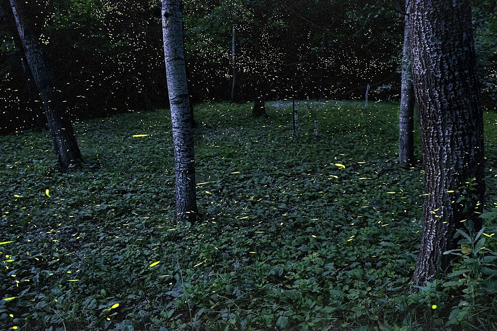 Fireflies in the woods, Emilia Romagna, Italy, Europe