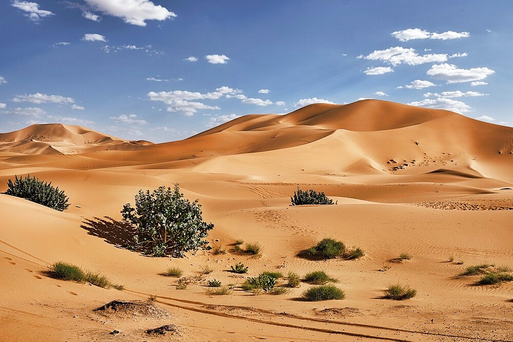 Sand dunes and bushes in the Sahara Desert, Merzouga, Morocco, North Africa, Africa