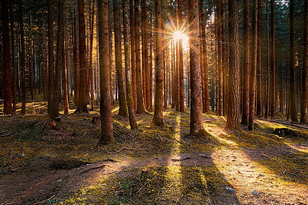 Larch wood and sun star between tree trunks, Trentino-Alto Adige, Italy, Europe