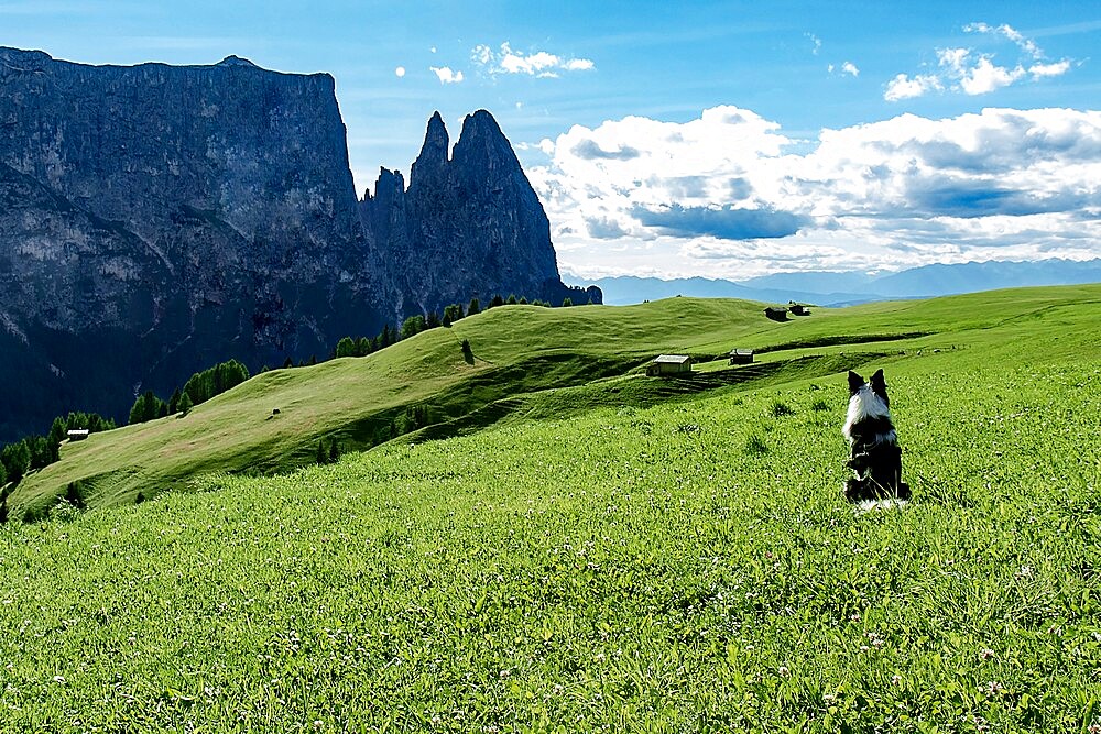 Border collie dog admiring the panorama on Alpe di Siusi, Dolomites, Trentino-Alto Adige, Italy, Europe