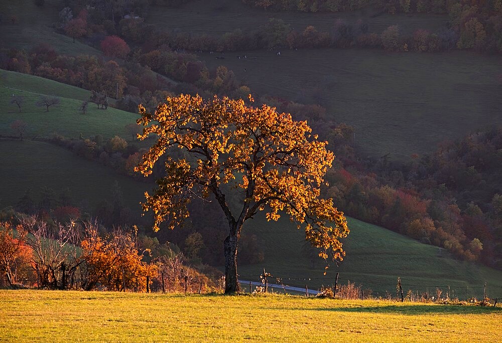 Foliage shot of an oak tree in autumn at sunset, Lessinia, Veneto, Italy, Europe