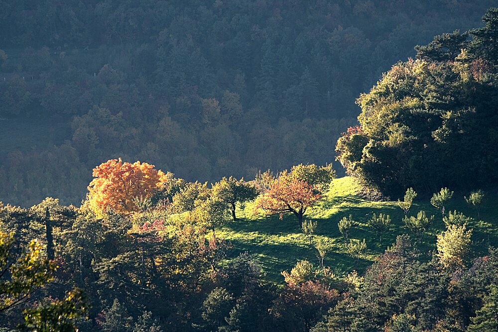 Autumn colors on trees, Lessinia, Veneto, Italy, Europe