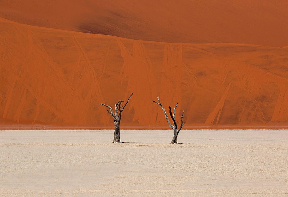 Two dry trees in Sossusvlei desert, high contrast between the red sand in the background and the white sand on the floor, Namib Desert, Namibia, Africa