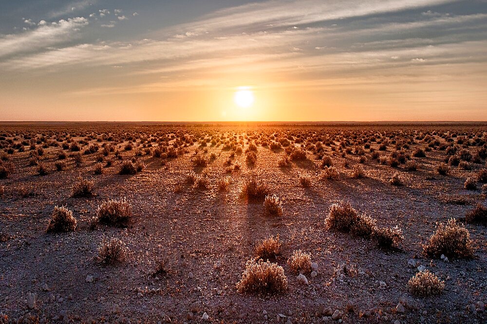 Sunrise in Etosha savannah with small bushes projecting long shadows, Namibia, Africa