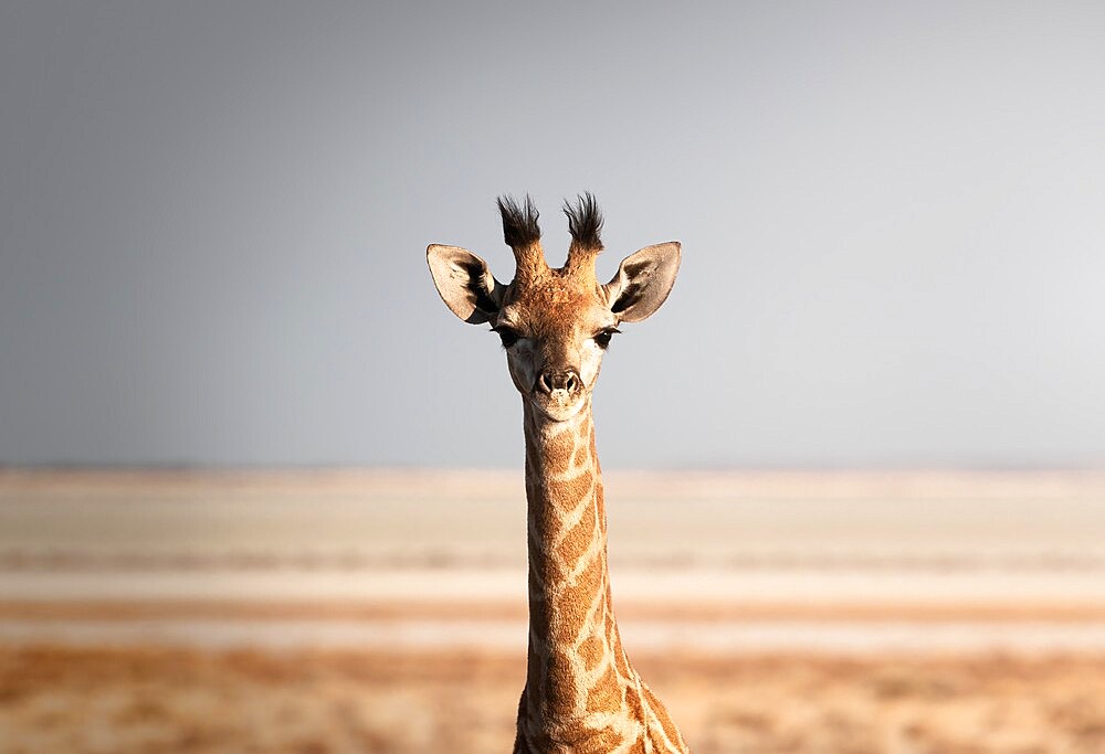 Portrait of a giraffe (Giraffa camelopardalis), Namibia, Africa