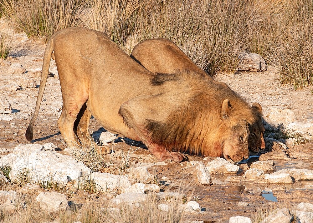 Two lions (Panthera leo) drinking at a waterhole, Etosha National Park, Namibia, Africa