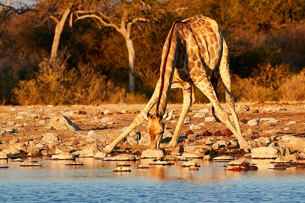 Giraffe (Giraffa camelopardalis) drinking in a pond with splayed legs , Etosha National Park, Namibia, Africa