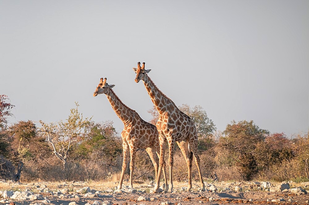 Two giraffes (Giraffa camelopardalis) near a waterhole, side view, Etosha National Park, Namibia, Africa