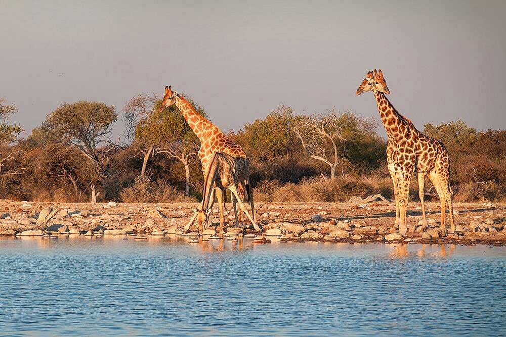 Several giraffes (Giraffa camelopardalis) drinking and standing by a pond with splayed legs, Etosha National Park, Namibia, Africa