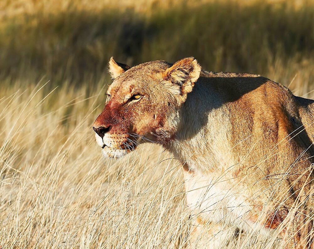 Lioness (Panthera leo) headshot standing in the savannah, Etosha National Park, Namibia, Africa